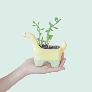 Plantisaurio bicolor